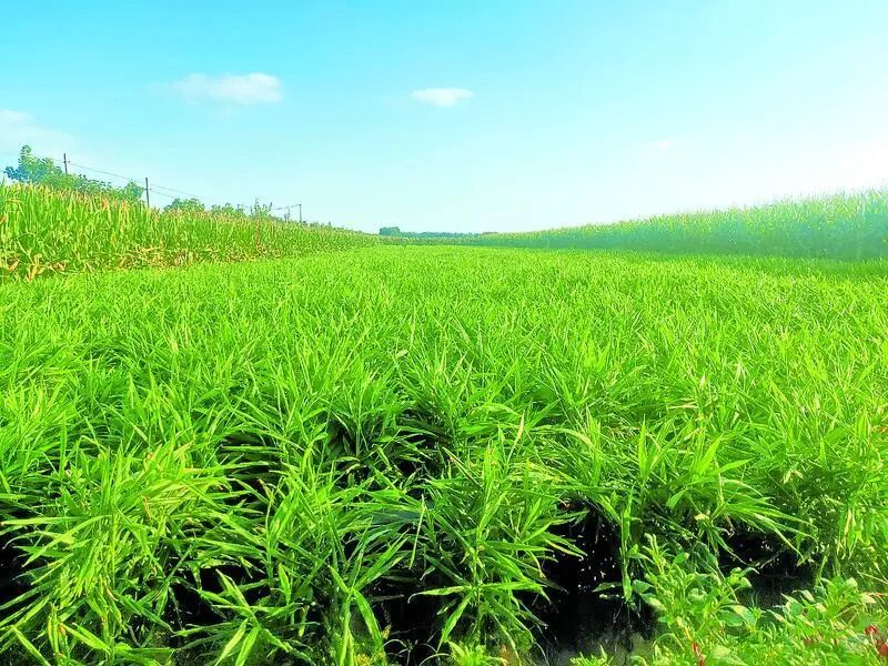 惠萃中药材种植农民专业合作社中药材种植基地。