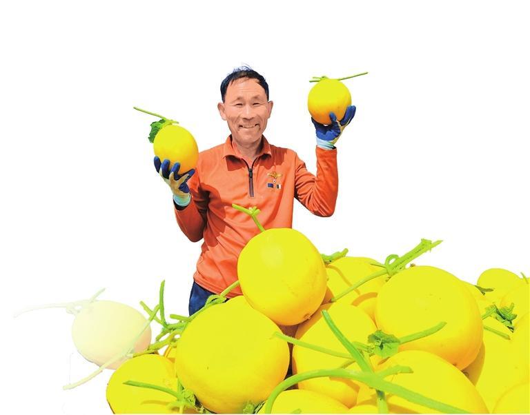 民勤县瓜农在采摘蜜瓜。(张晓娇)