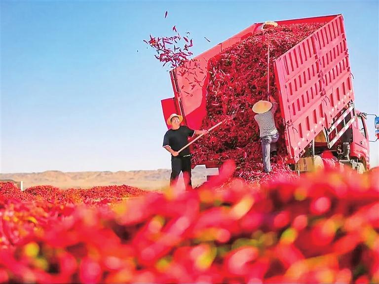 ①肃州区三墩镇辣椒特色产业丰收实景图。