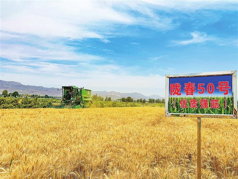 ③今年7月,山丹县“陇春50号”春小麦亩产761.97公斤,刷新全省百亩小麦高产纪录。