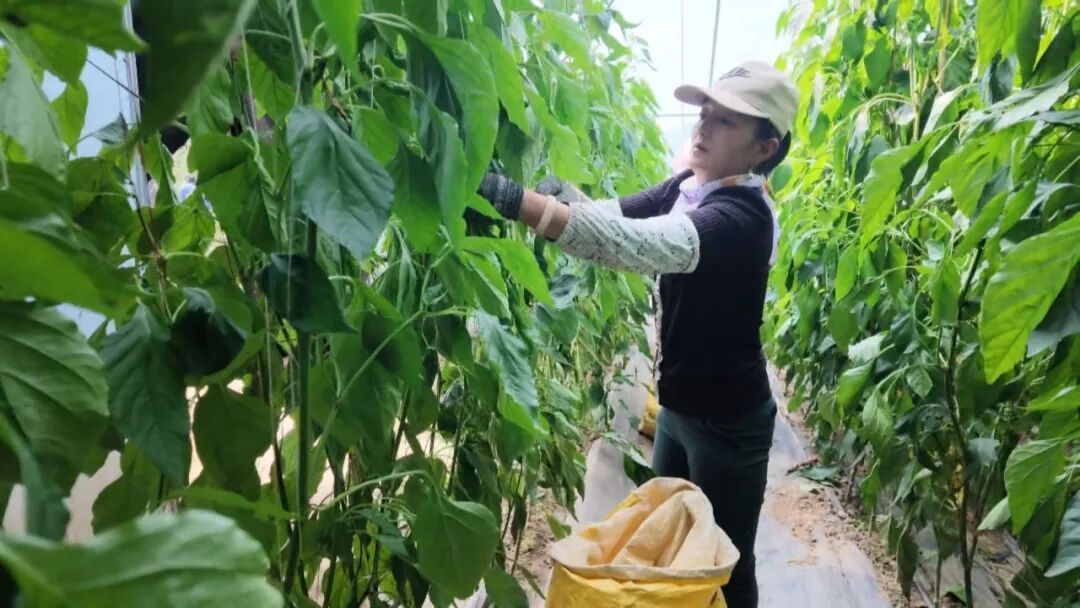 镇原:沃野绘丰景 产业助增收
