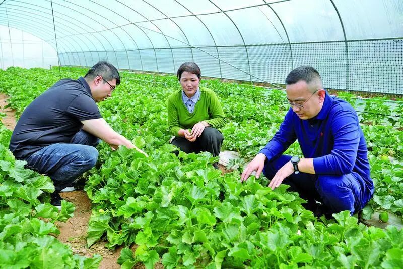 来自天津市红桥区的援甘干部深入合水县田间地头,了解产业发展情况。