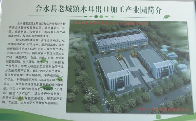 合水县老城镇:小木耳长成“致富伞” 全链条铺就振兴路