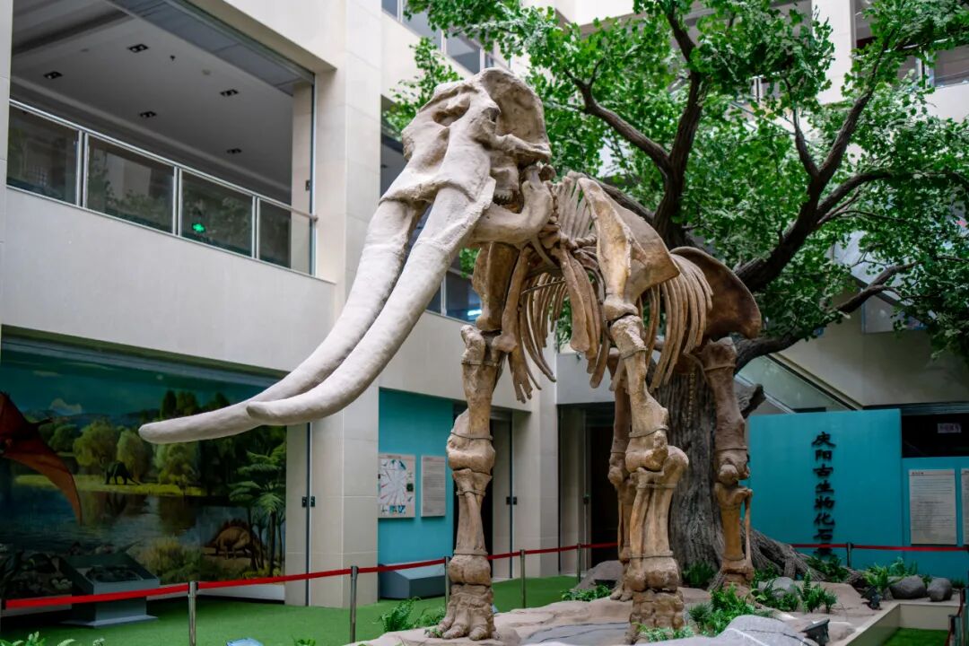 庆阳市博物馆