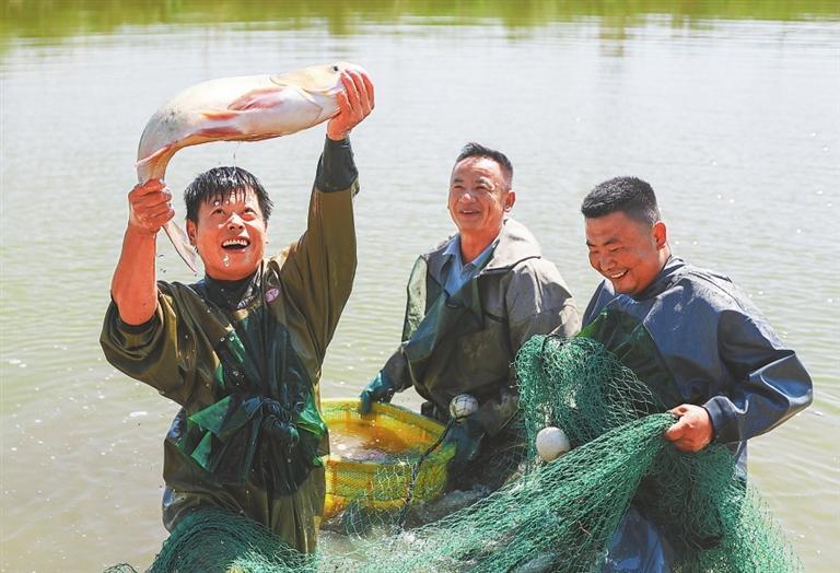景泰县五佛乡水产养殖基地,养殖户在捕鱼。(通讯员陈坤)