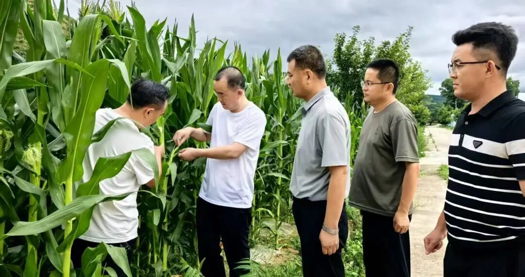 正宁县永正镇:凝心聚力抓秋收 科技赋能促振兴