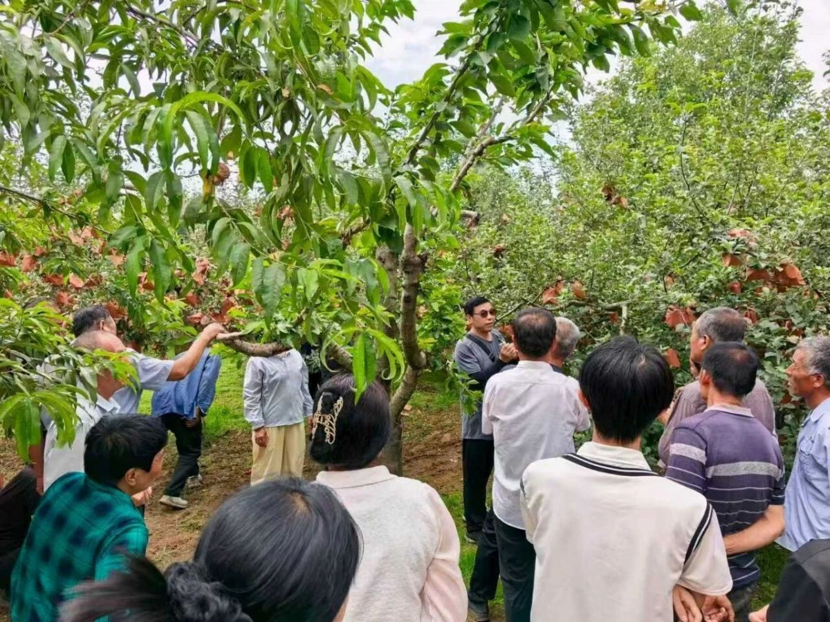 正宁县永正镇:凝心聚力抓秋收 科技赋能促振兴