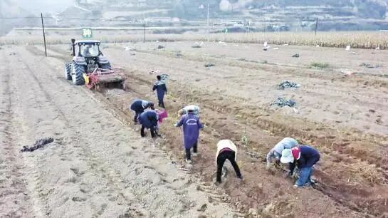 华池县中药材基地里,农机与人工协同开展黄芪采收作业。