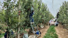 镇原县苹果产业绘就乡村振兴新画卷