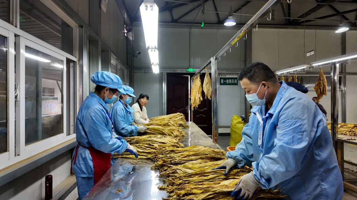 正宁：&ldquo;黄金叶&rdquo;铺就乡村振兴致富路