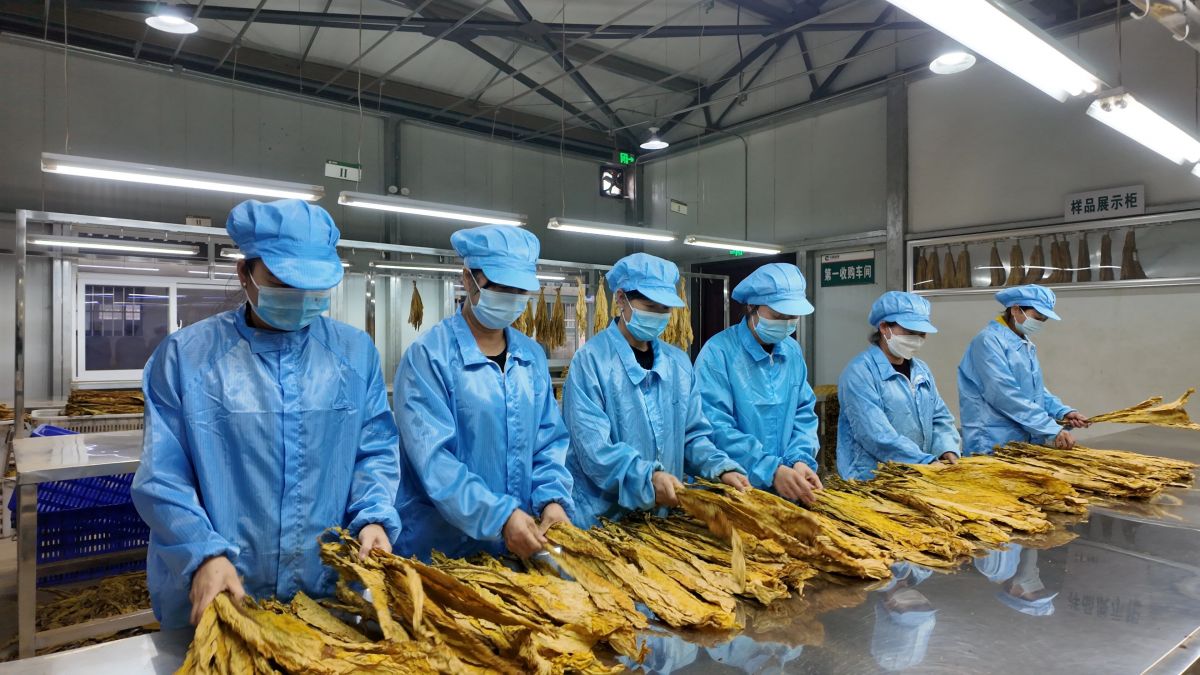 正宁：&ldquo;黄金叶&rdquo;铺就乡村振兴致富路