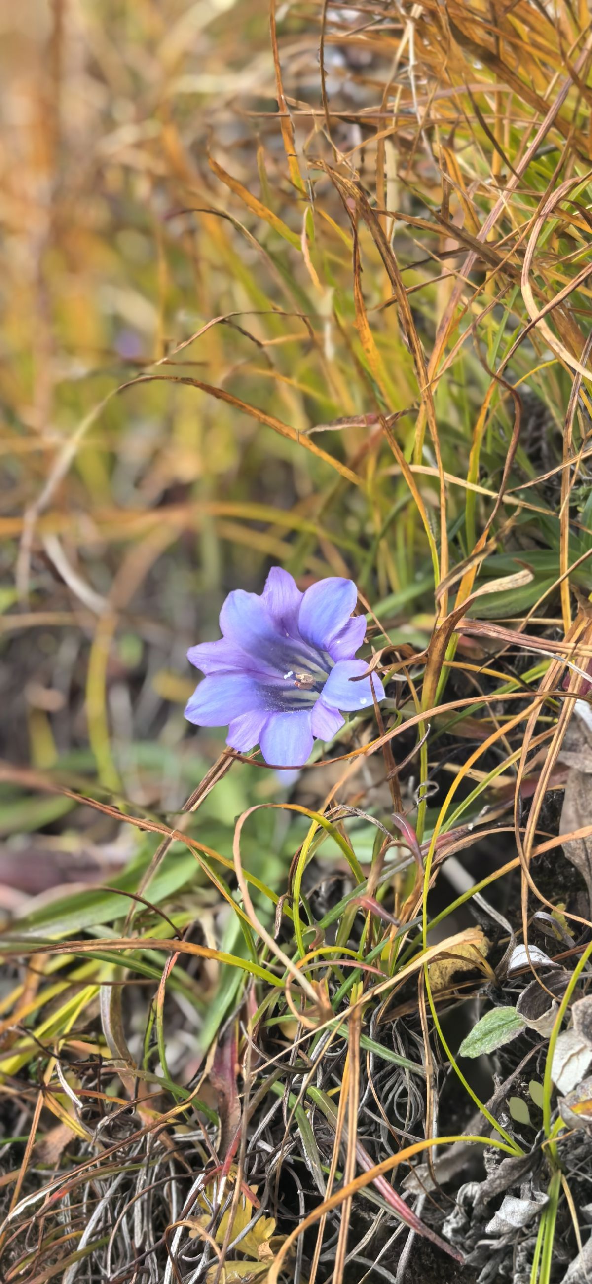 甘肃莲花山国家级自然保护区内的匙叶龙胆，花冠蓝紫明亮，漏斗状。摄影师/罗显斌