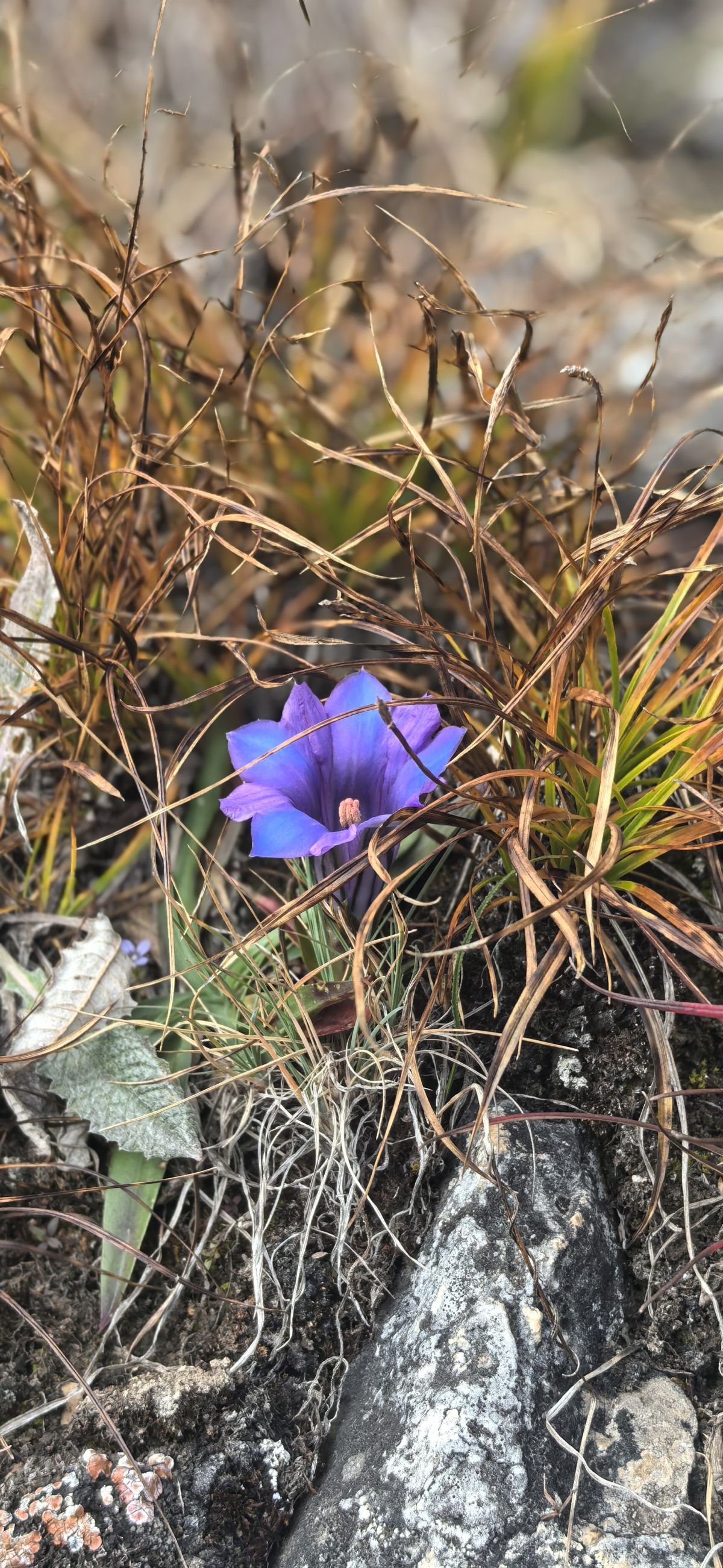 甘肃莲花山国家级自然保护区内的匙叶龙胆，花冠蓝紫明亮，漏斗状。摄影师/罗显斌