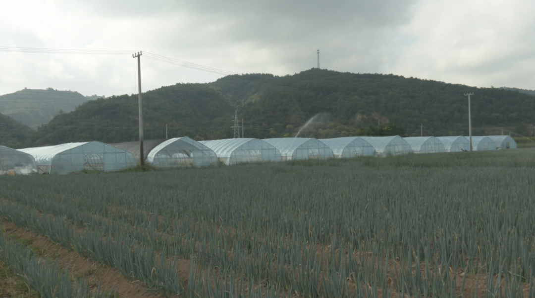 合水县固城镇:特色蔬菜种出“好钱景” 产业兴旺铺就富民路