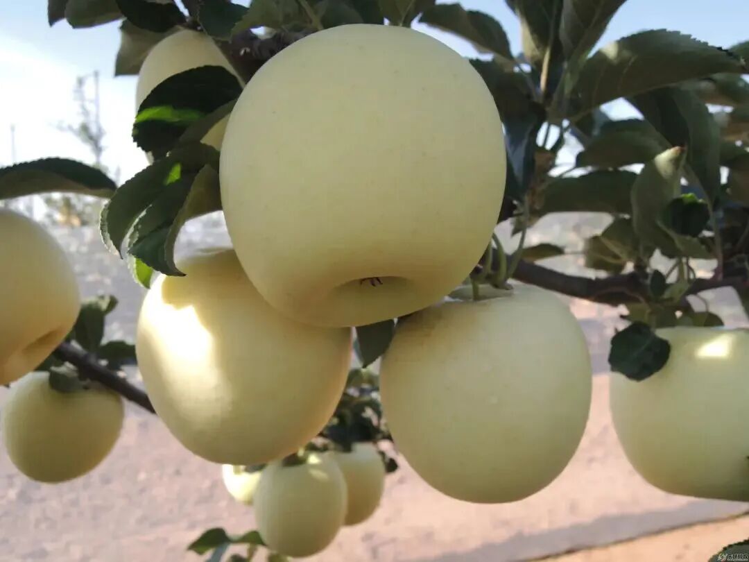 那一抹色彩，最能代表庆阳的秋天