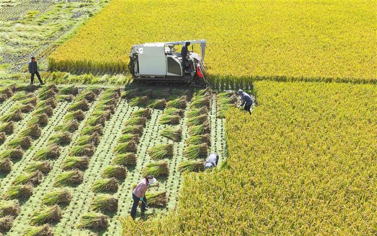 金秋时节，陇南市武都区角弓镇水稻进入收获期，农民抢抓晴好天气收割水稻。（通讯员冉创昌）