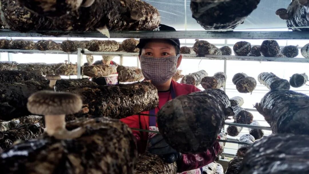 华池香菇:子午岭沃土孕育的致富珍味