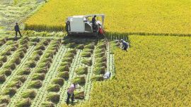 我省秋粮收获接近半程 秋冬种开局良好