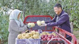 环县：枝头结硕果 产业旺乡村