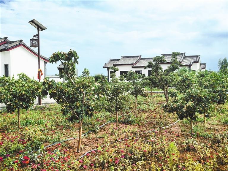 甘州区甘浚镇西洞村,山楂树栽满房前屋后。