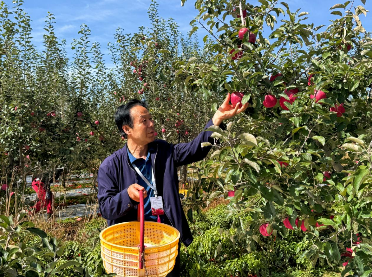 庆城县赤城镇2026年赛果大会暨苹果采摘销售推介活动圆满举办
