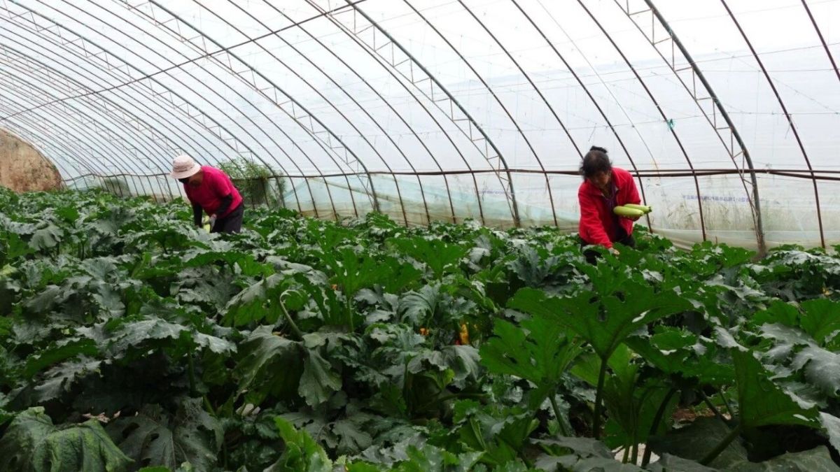 西峰区肖金镇米王村:西葫芦迎来丰收季