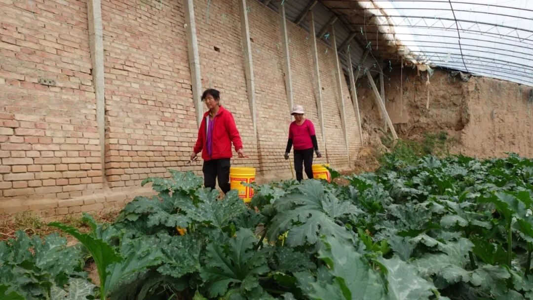 西峰区肖金镇米王村:西葫芦迎来丰收季