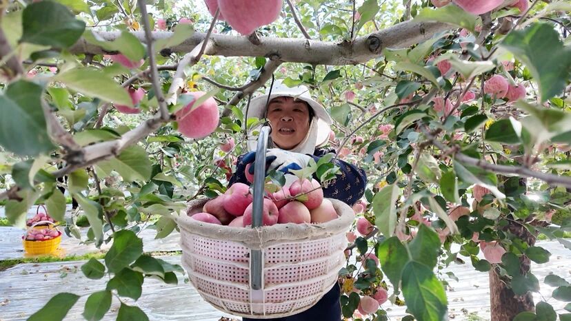 西峰区温泉镇:苹果科学储存 丰产更增收
