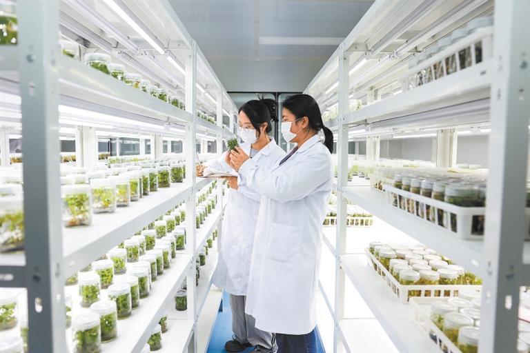 在国家药用植物种质资源库甘肃库智能库内,工作人员查看种子培育情况。(记者冯乐凯)