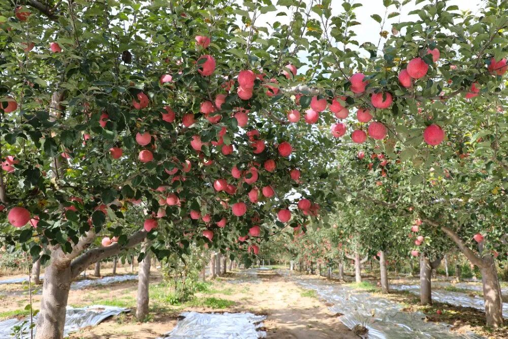 环县2万亩山地苹果喜迎丰收