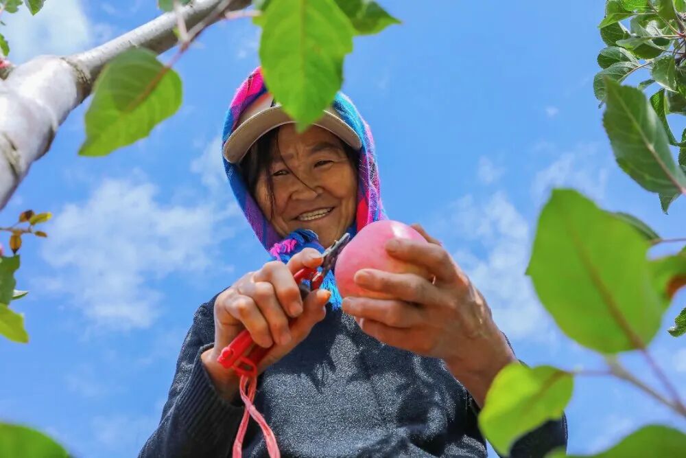 环县2万亩山地苹果喜迎丰收