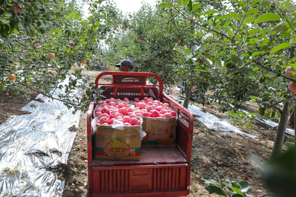 环县2万亩山地苹果喜迎丰收