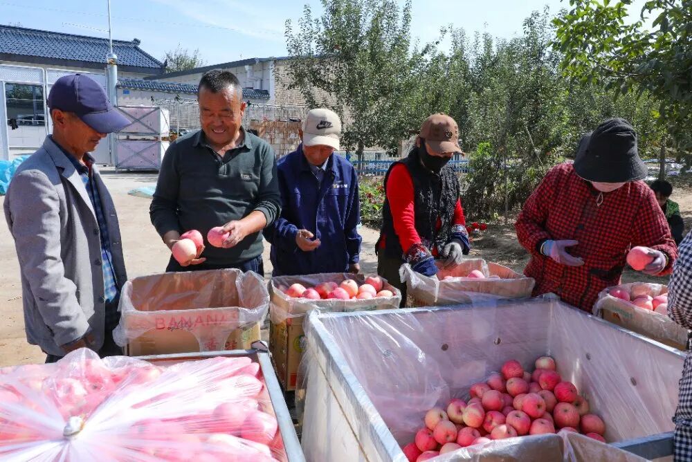 环县2万亩山地苹果喜迎丰收