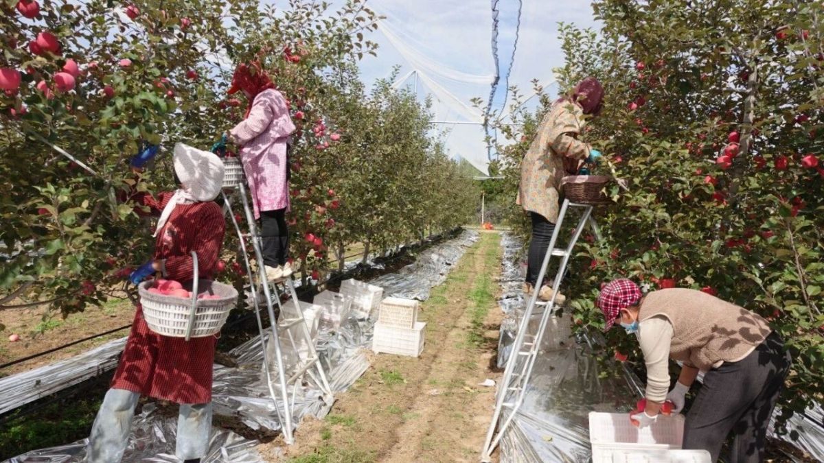 西峰区董志镇南庙村:新品种新技术新模式 矮化密植果园结出“幸福果”
