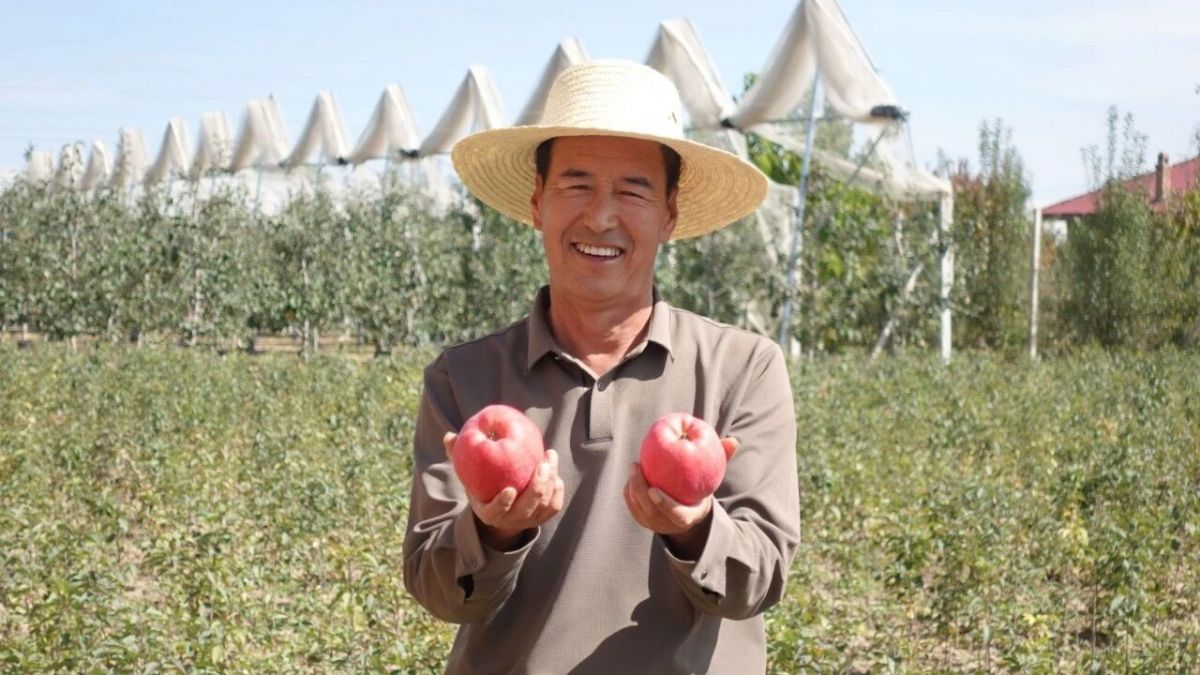 西峰区董志镇南庙村:新品种新技术新模式 矮化密植果园结出“幸福果”