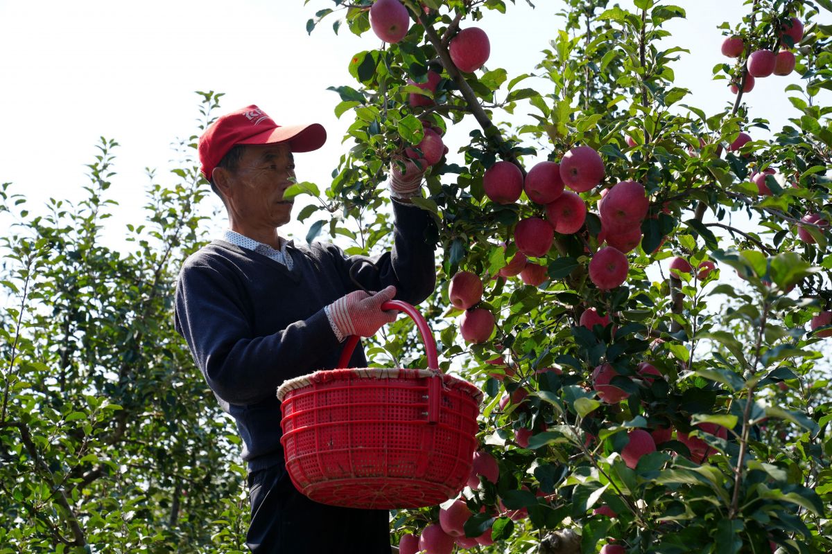 合水县何家畔镇:万亩苹果迎丰收 特色产业助振兴