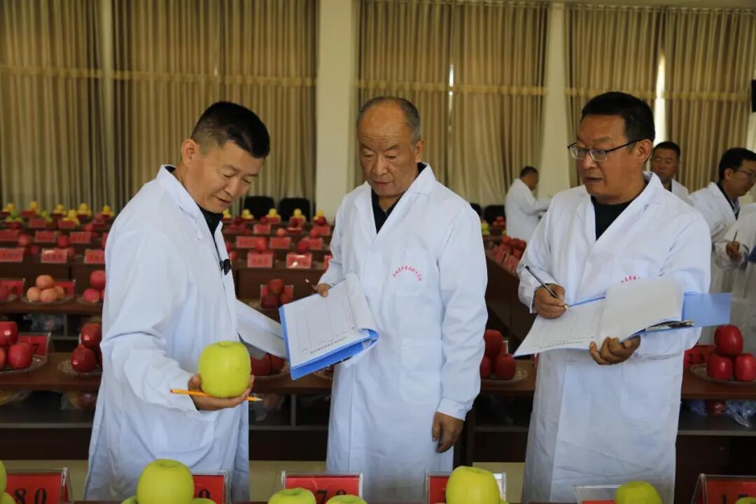 2026中国苹果年会暨庆阳苹果大会“赛果”评鉴活动在庆城县开展