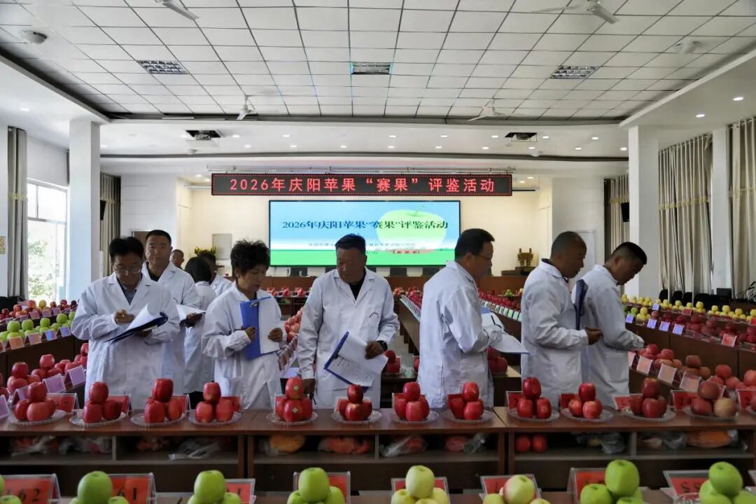 2026中国苹果年会暨庆阳苹果大会“赛果”评鉴活动在庆城县开展