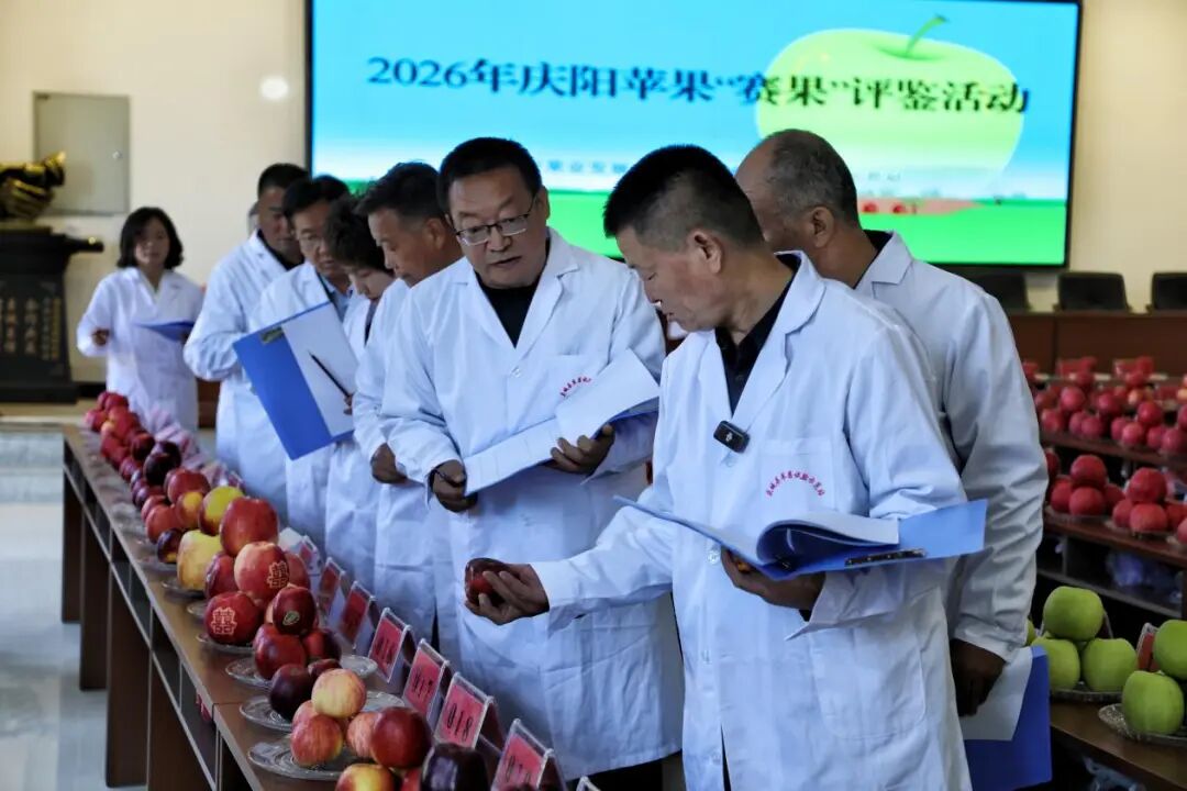 2026中国苹果年会暨庆阳苹果大会“赛果”评鉴活动在庆城县开展