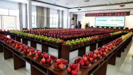 2026中国苹果年会暨庆阳苹果大会“赛果”评鉴活动在庆城县开展