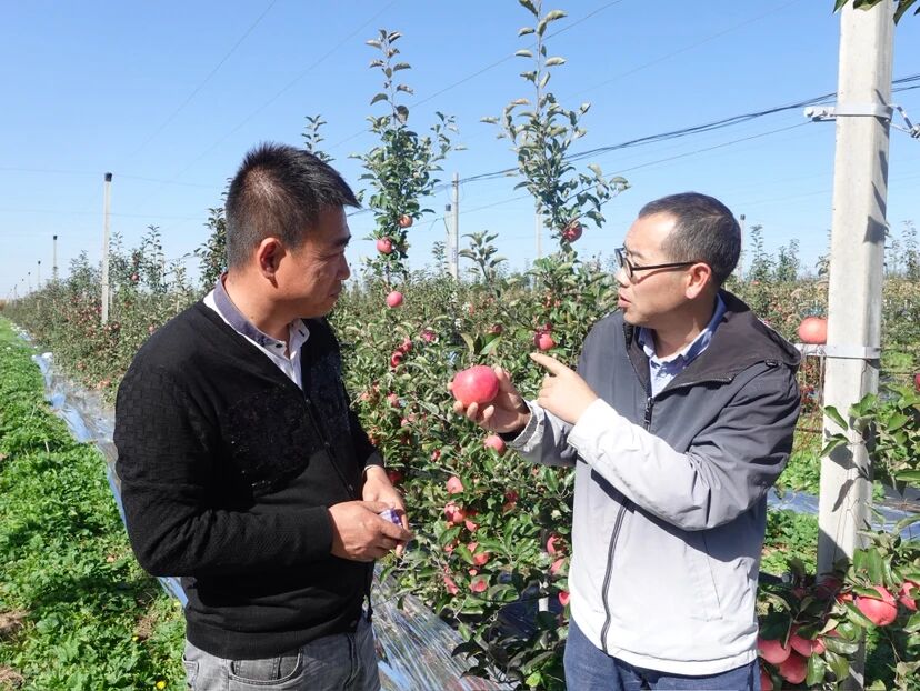 西峰区:百名网红进果园 助力庆阳苹果借“云”出圈