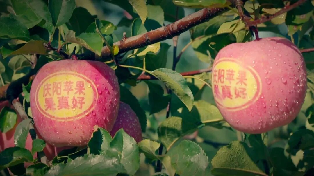 不同于低海拔产区苹果水分偏大、甜度单薄，庆阳苹果生长周期更长，养分沉淀充足。高原气候干燥，病虫害少，套袋培育出的果子果面红润光洁。