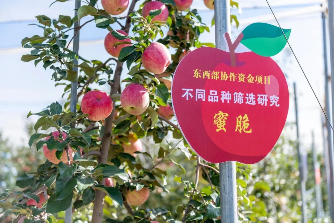 庆城苹果全产业链升级绘就富民新图景