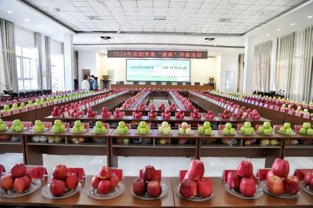 庆城苹果全产业链升级绘就富民新图景