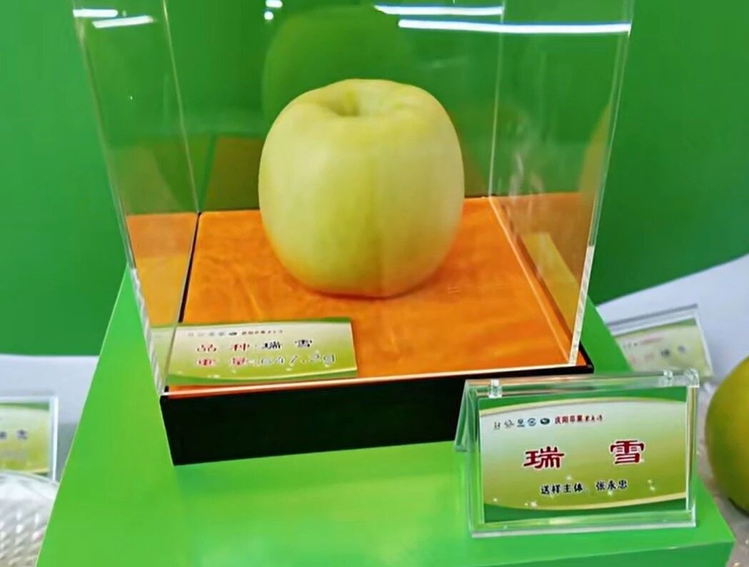 庆阳苹果“果王”诞生!