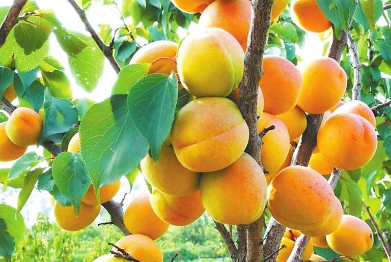 大接杏。(资料图)