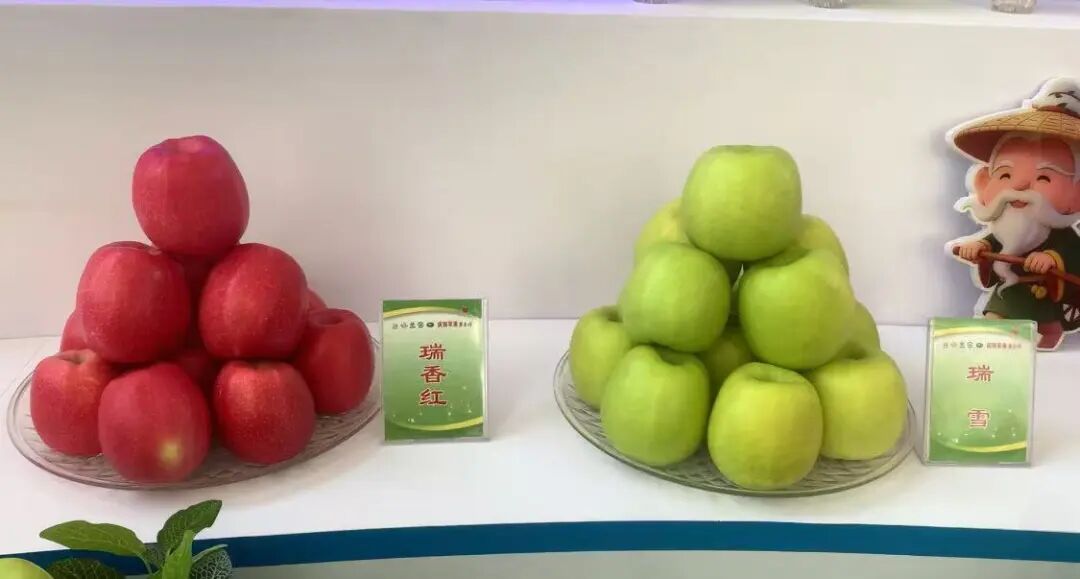 瑞雪夺“果王” 庆城新优品种闪耀苹果年会
