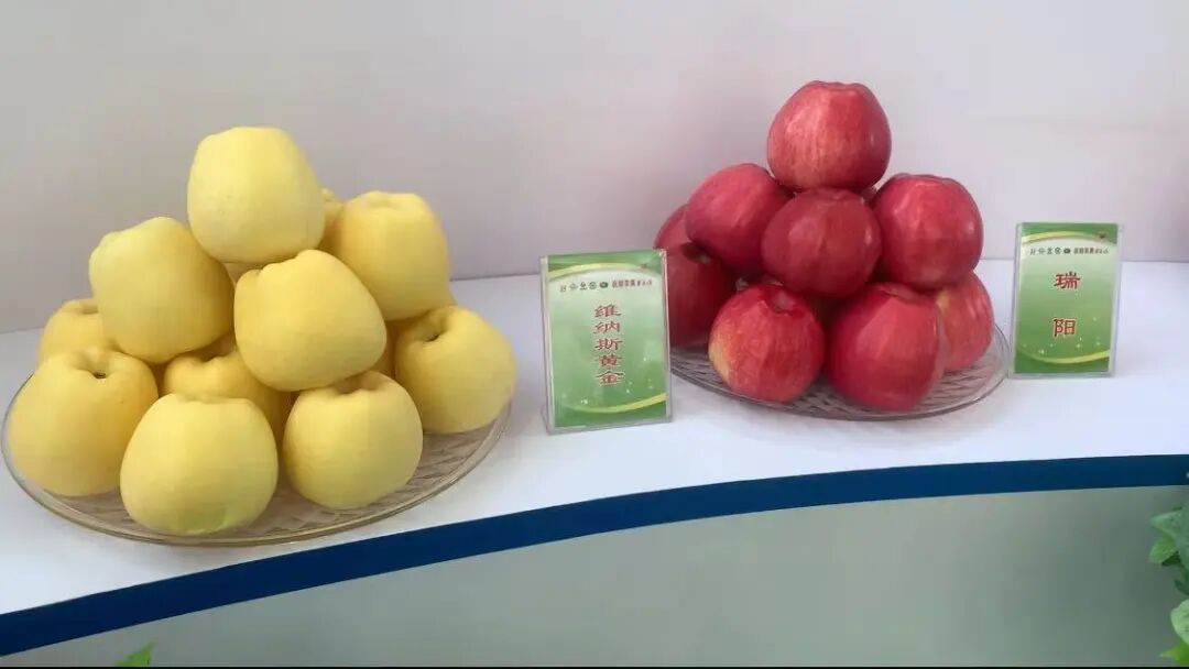 瑞雪夺“果王” 庆城新优品种闪耀苹果年会