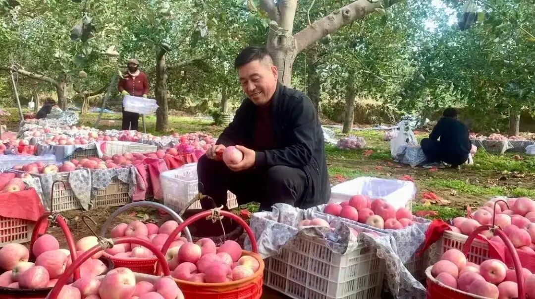 三十年耕耘结硕果 薪火相传苹果香 ——“果王” 张永忠的种果兴农路