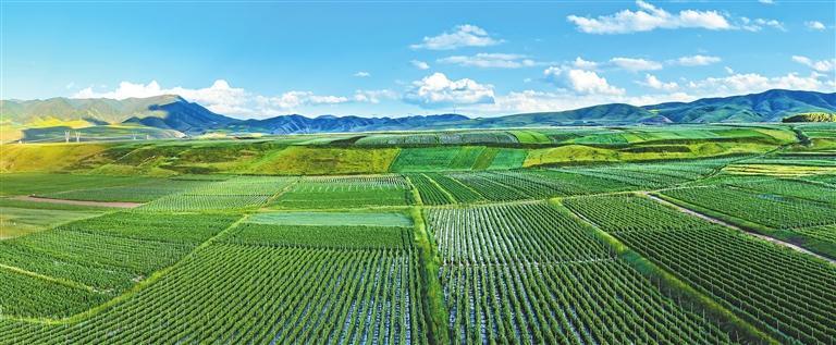 天祝县高原夏菜种植基地绿意涌动，连片菜田铺展成一幅生机盎然的田园画卷。（记者田蹊）